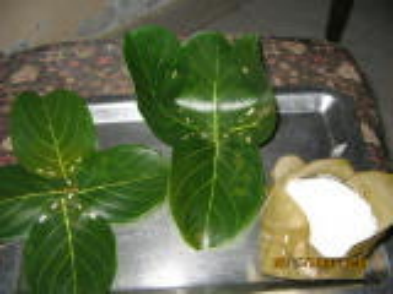 recipe photo