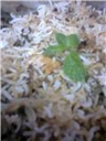 Kachi Hyderabadi Chicken Dum Biryani