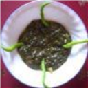 Guntur Style Gongura Gravy